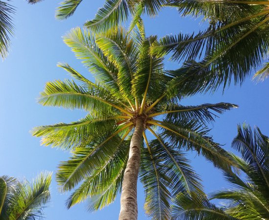 Group of palm trees against a blue sky.